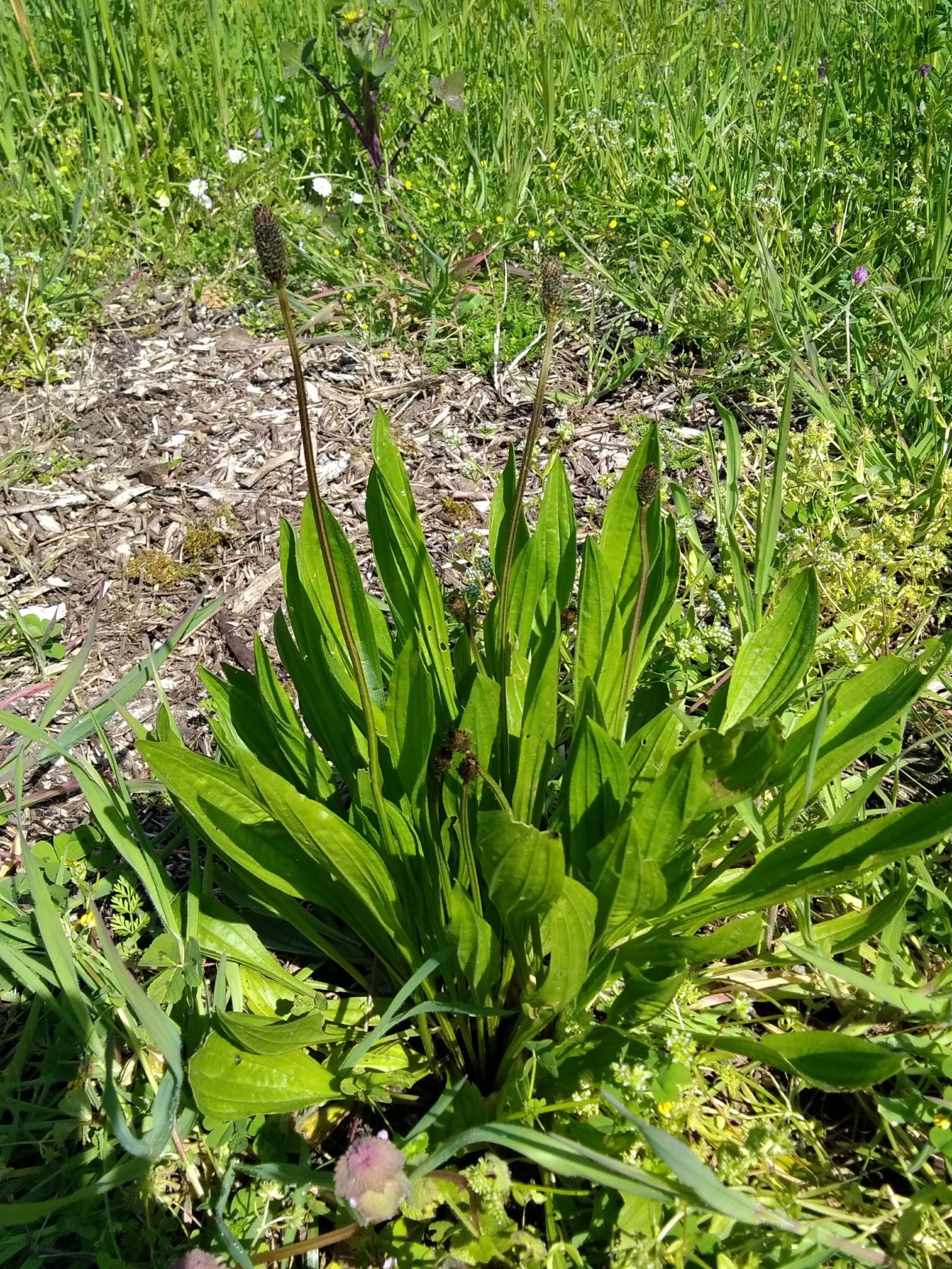 Le Plantain lancéolé bienfaits Plantago lanceolata Sylvie Bolzer