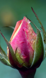 naturopathe bordeaux la bastide
